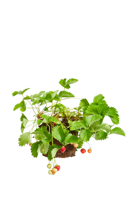 Fragaria 'elsanta'